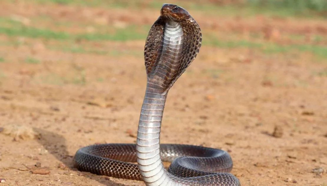 Cobra Snake