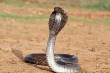 Cobra Snake