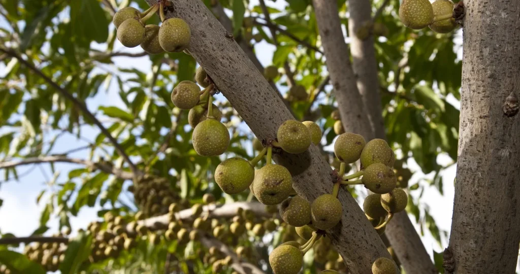 Ficus Fig tree
