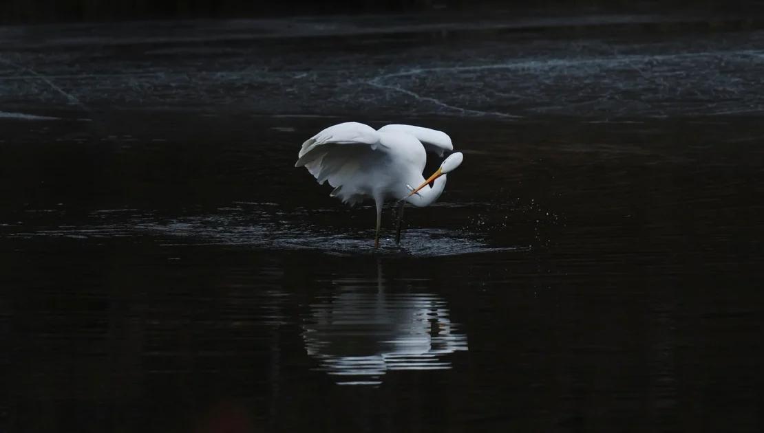 Heron near ChukkiMane