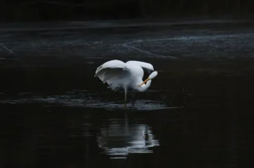 Heron near ChukkiMane