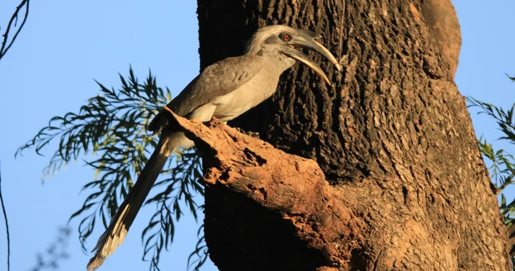 Indian Grey Hornbill