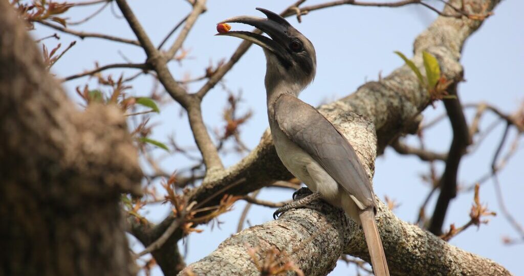 Guests at Chukkimane spot Hornbill