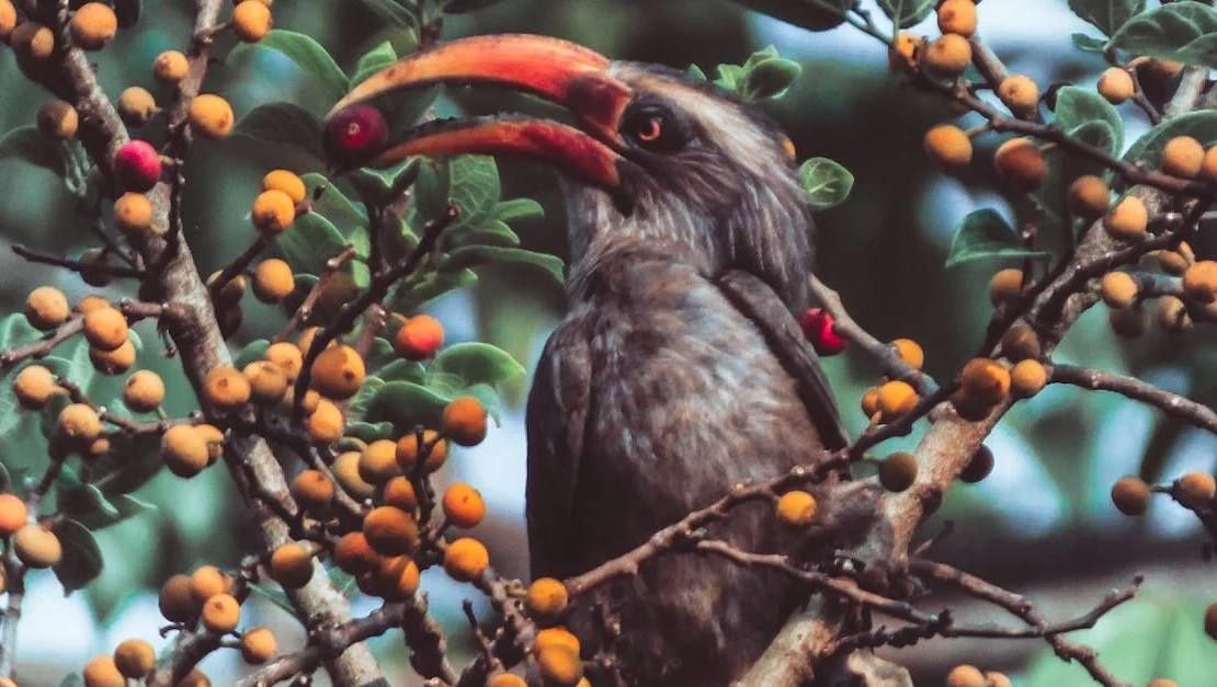 Indian grey Hornbill Feeding on it's favourite fruit