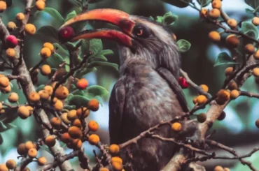 Indian grey Hornbill Feeding on it's favourite fruit