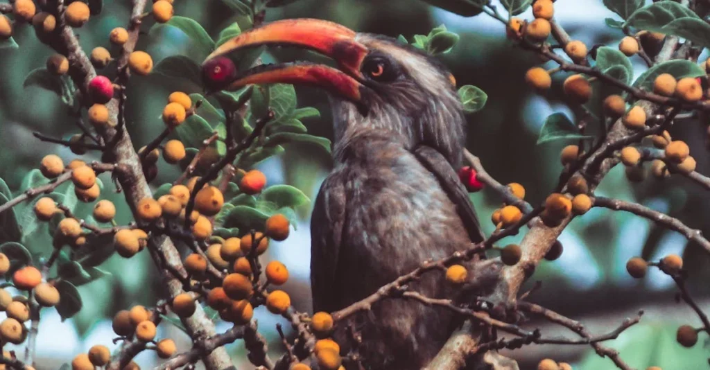 Indian grey Hornbill Feeding on it's favourite fruit