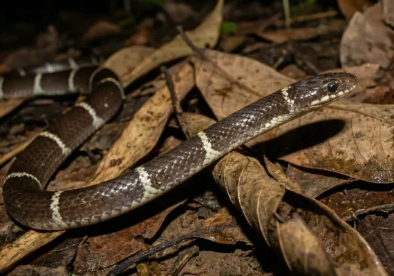 Indian Wolf Snake near Chukkimane