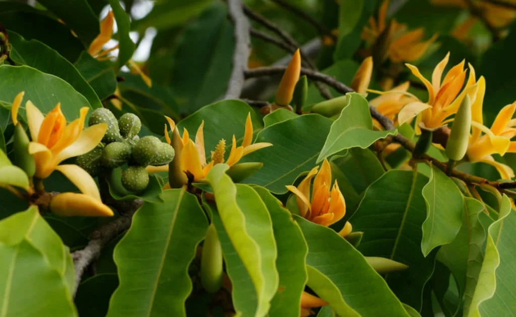 Magnolia-champaka