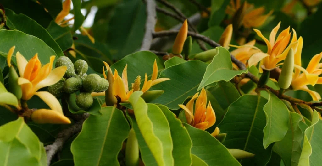 Magnolia-champaca-Champak3 Magnolia-champaka
