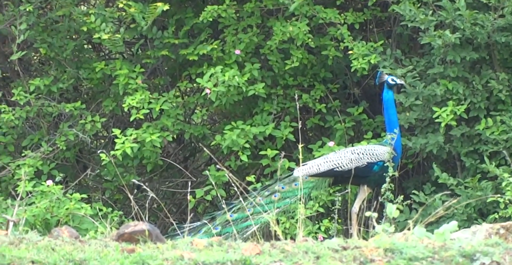 Peacock dance near Shivanasamudra ChukkiMane
