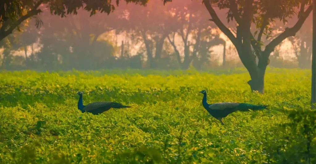 Peacock-in-the-fields-near-ChukkiMane