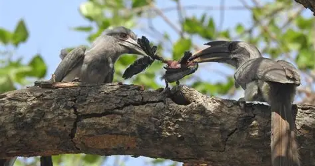 Pest-Control-HornBill