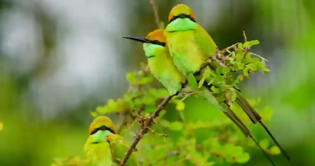 Bird Watching near ChukkiMane