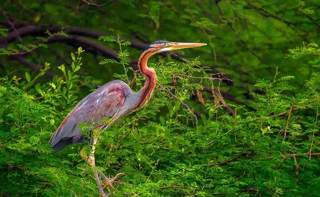 Painted bill at ChukkiMane resort