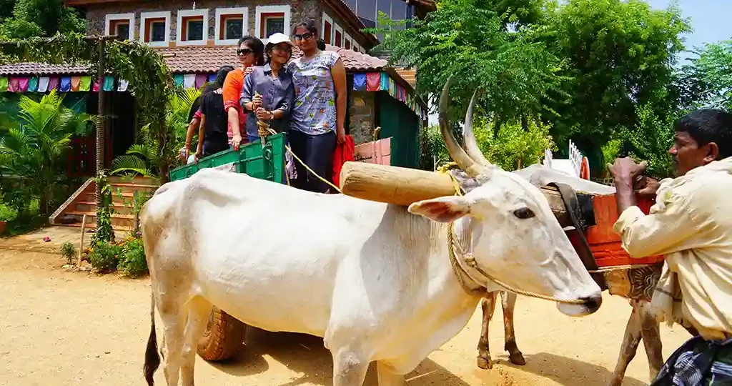 Bullock cart rides for tourists in Karnataka at ChukkiMane