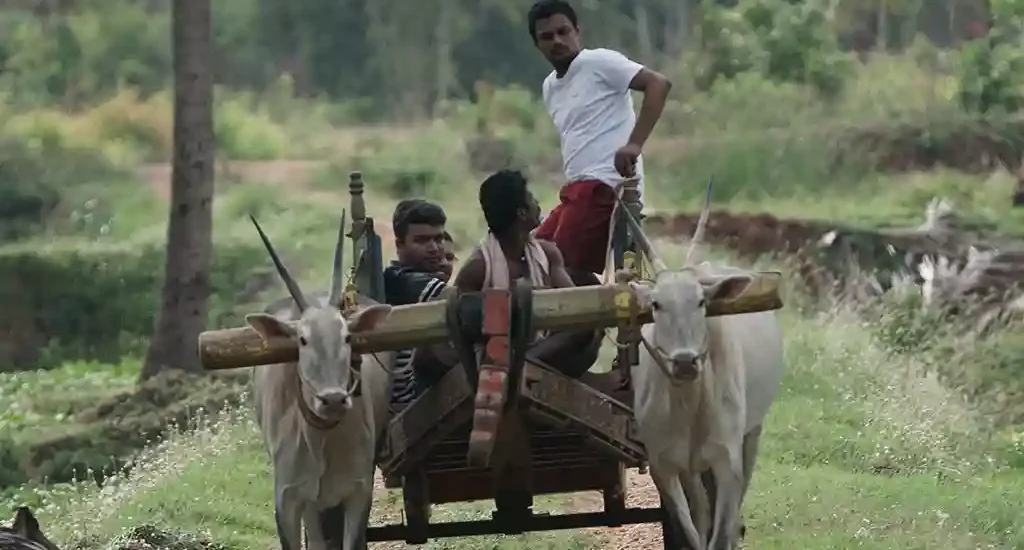 bullock-cart-riding-in-karnataka