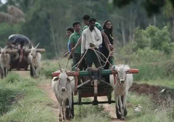 Tourists Enjoying Bullock Cart Ride