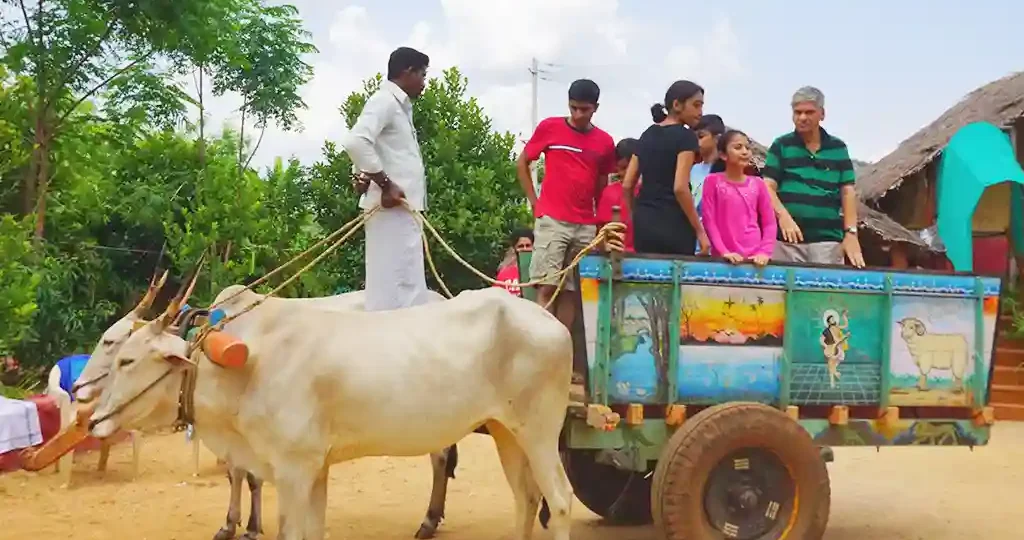 bullock-cart-riding-photography
