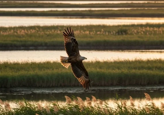 Eagle flying near Chukkimane
