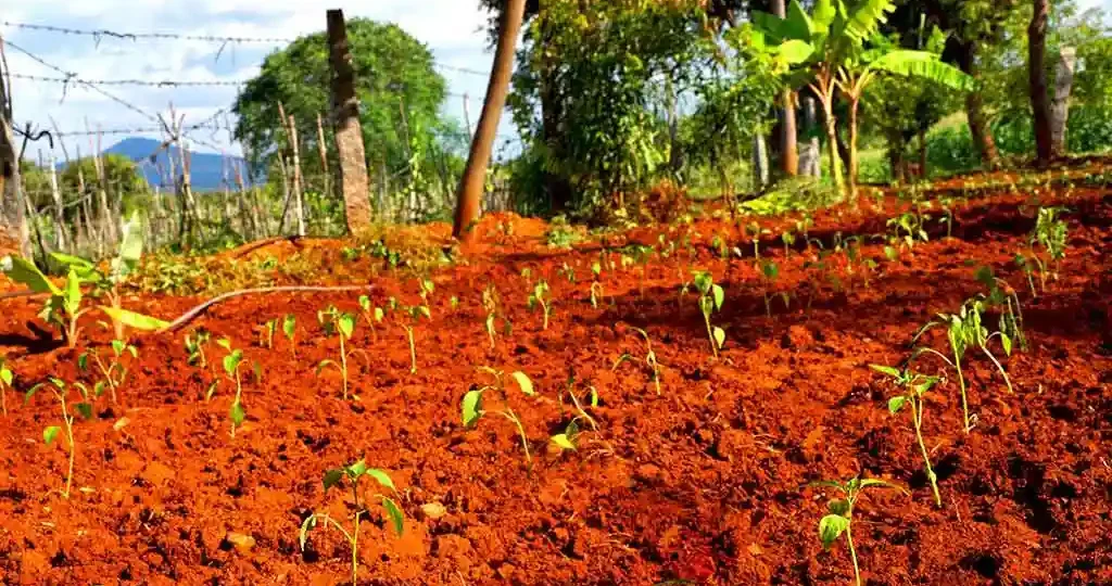 organic-farming-insights-near-chukkimane