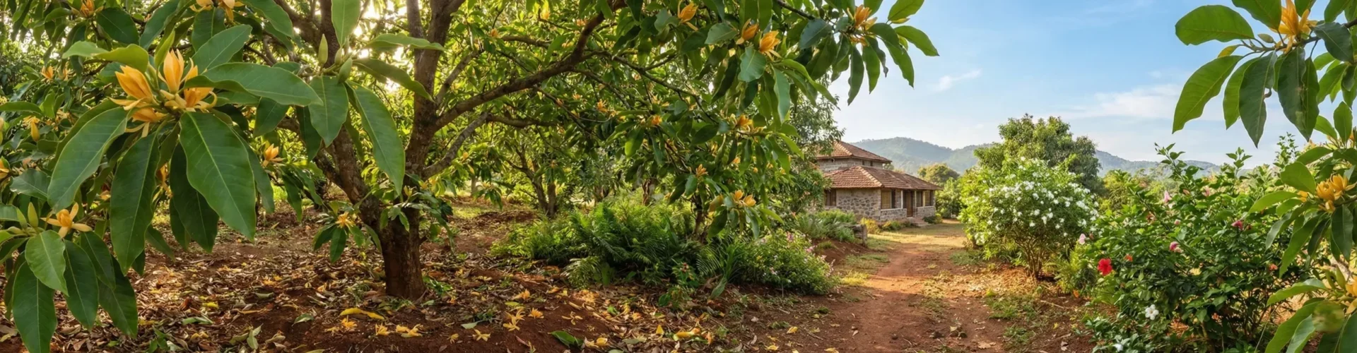 Champaka Tree garden Champaka Tree at Chukkimane