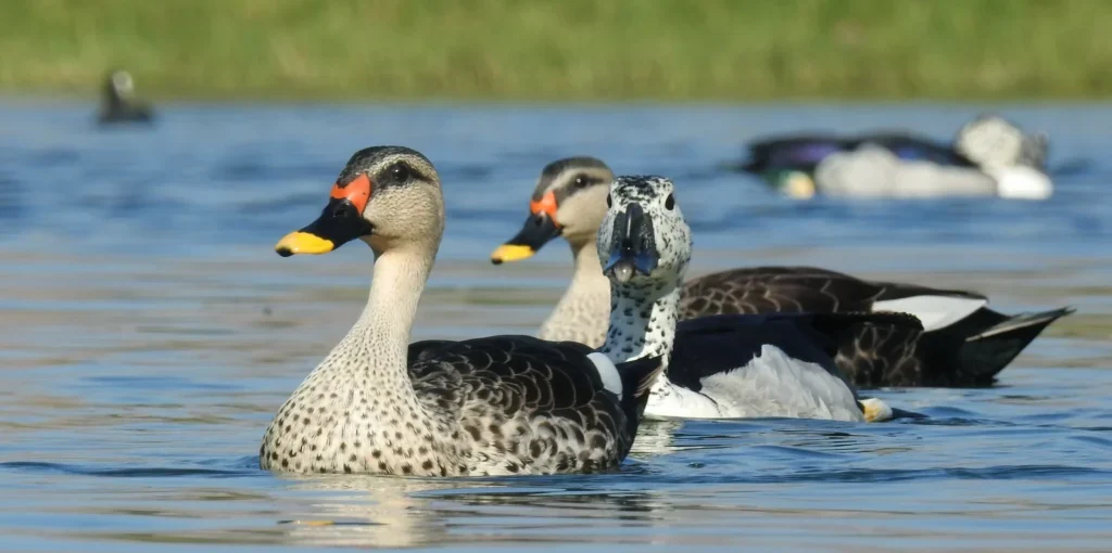 Indian Spot Billed Duck at ChukkiMane