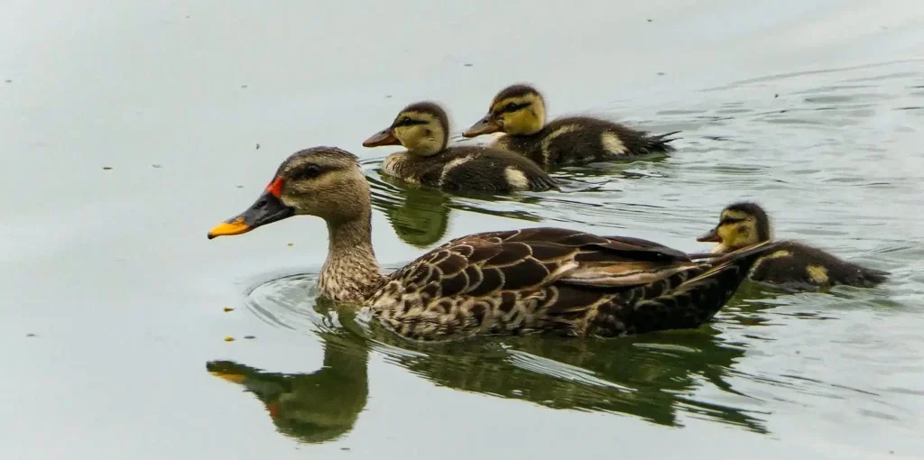 Duck_ducklings at ChukkiMane