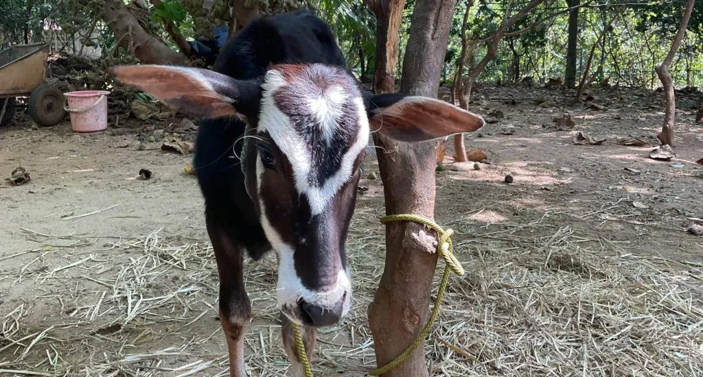 Native Calf at ChukkiMane