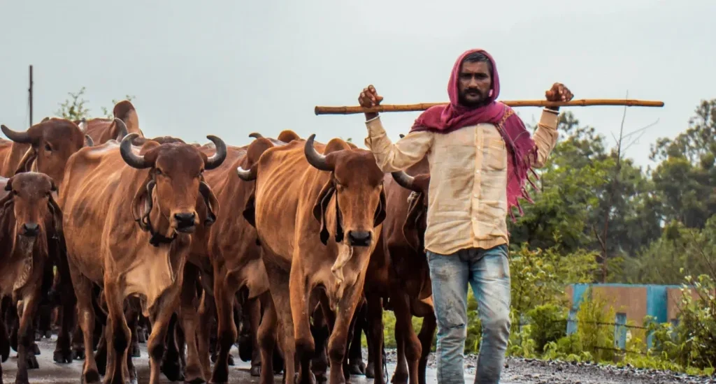 Cows returning to ChukkiMane after grazing