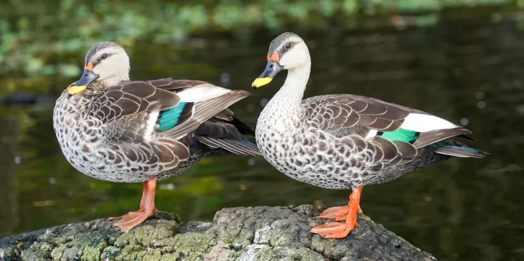 Pair_Indian_Spot-billed_Duck at ChukkiMane