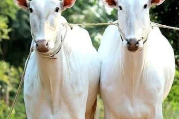 Hallikar pair for pulling Bullock Cart