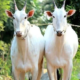 Hallikar pair for pulling Bullock Cart