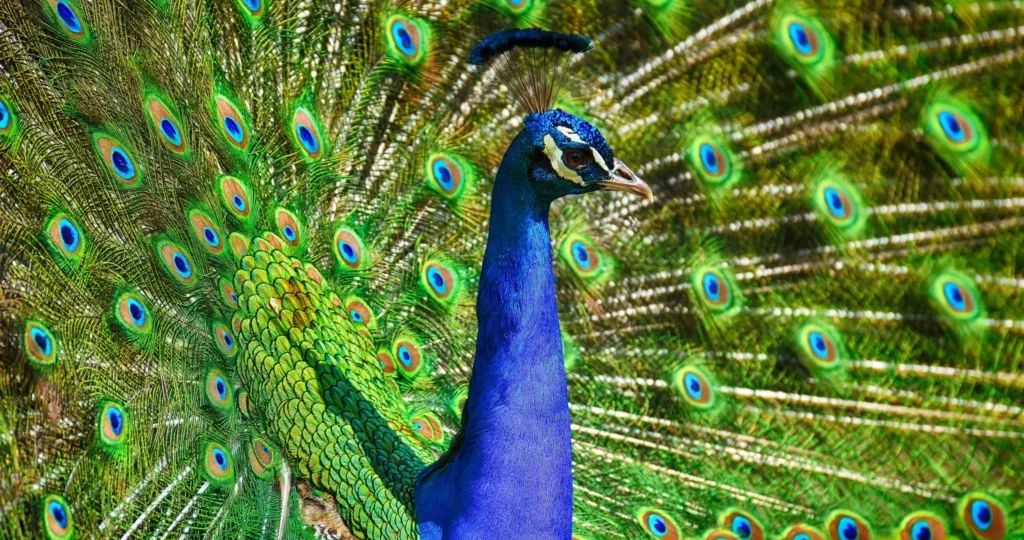 Indian National Bird near ChukkiMane