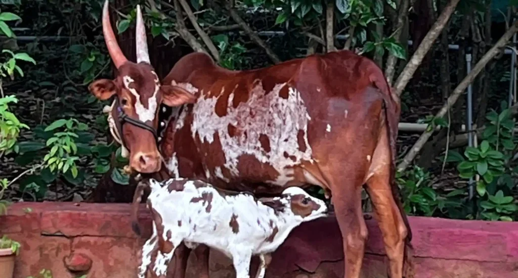 Native Cows at ChukkiMane Goshala