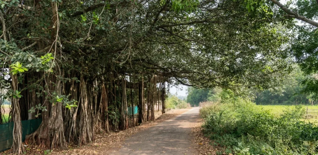 Age old Banyan tree at ChukkiMane