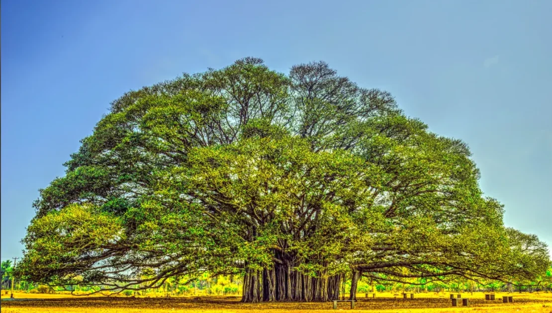 Banyan tree standing strong over ages