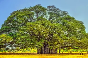 Banyan tree standing strong over ages