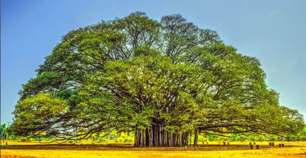 Banyan tree standing strong over ages