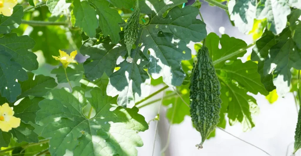 Bitter gourd plant