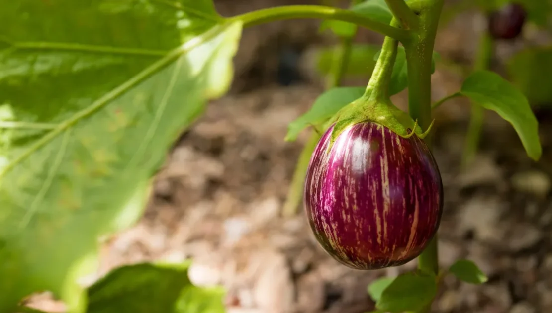 Purple Brinjal on Plant