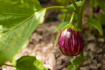 Purple Brinjal on Plant