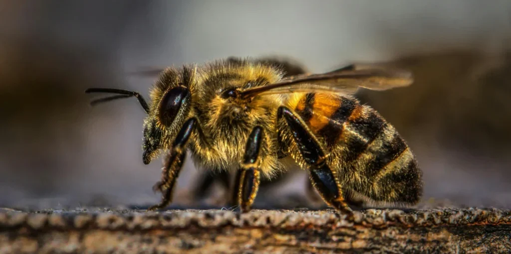 Close up shot of a Honey Bee