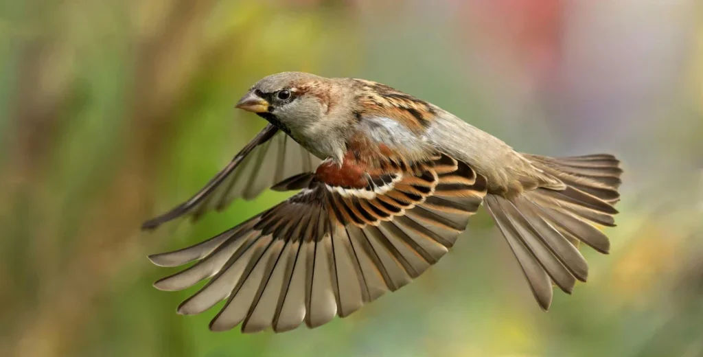 Flying sparrow in action
