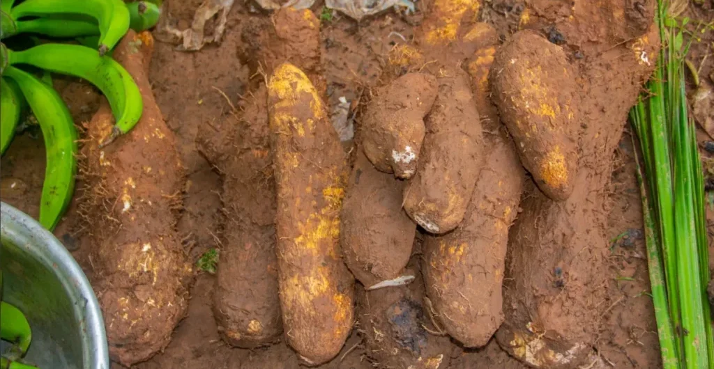 Fresh Yam harvest
