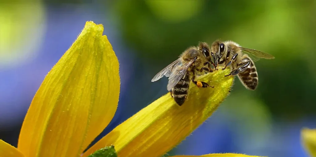 Honey Bees on a flower