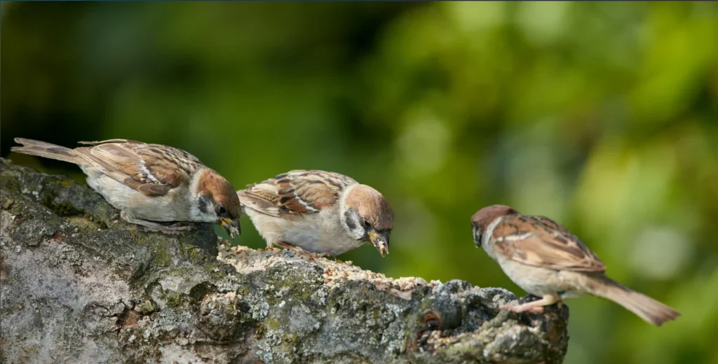 Indian Sparrow feeding on grains