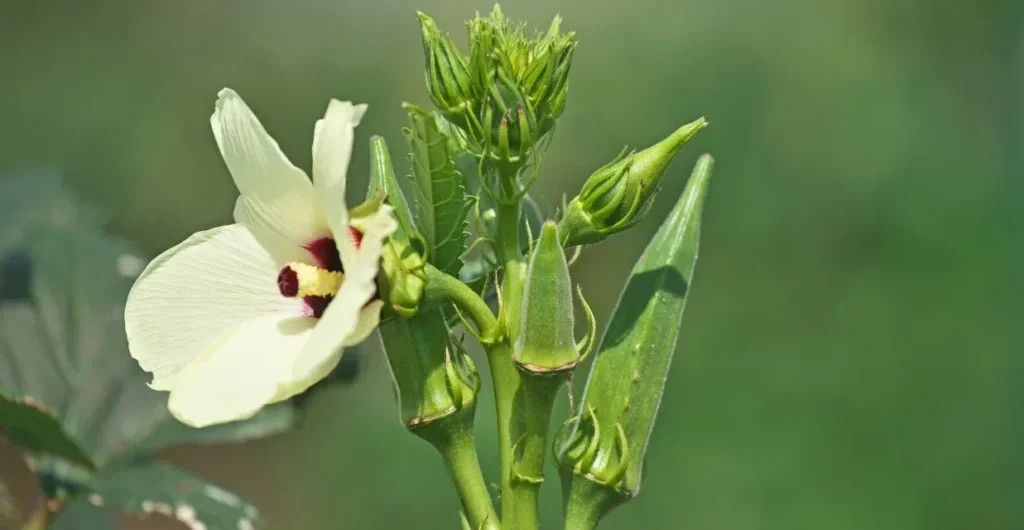 Okra grown in India