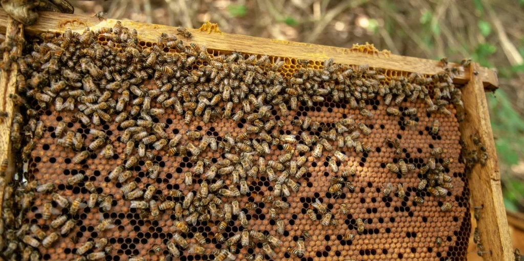 Pure Honey extraction from bee hive