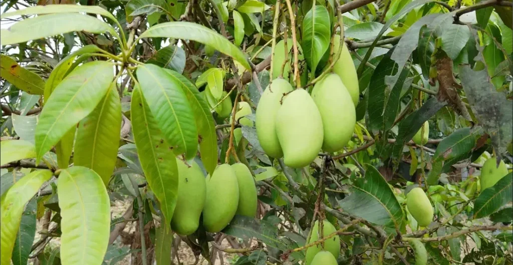 Raw mangoes for Ugadi festival