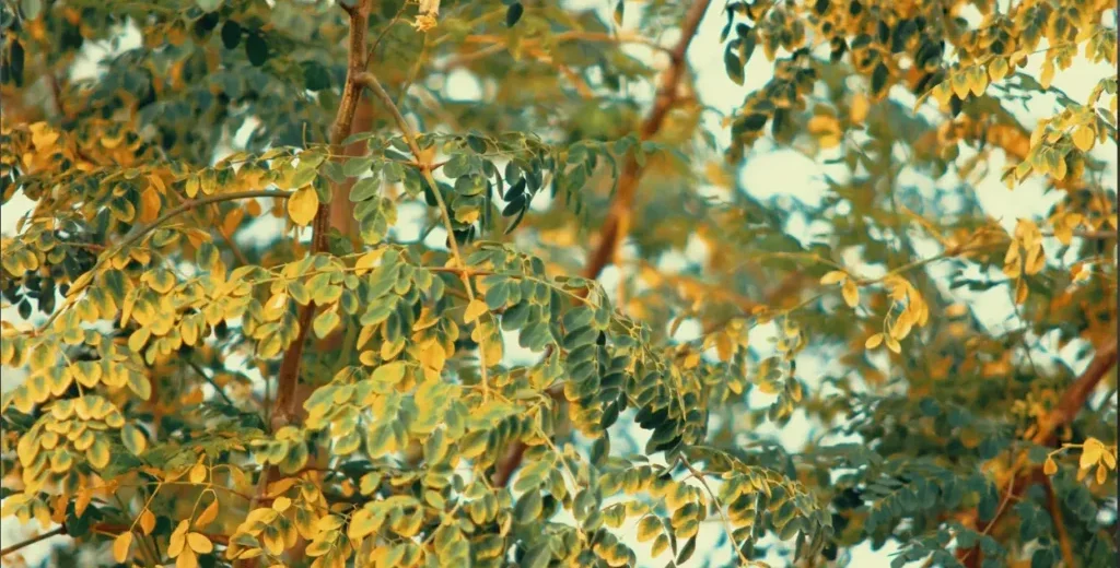 Ripen Moringa leaves on a tree Ripen Moringa leaves on a tree